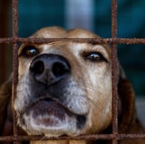 Call for a Ban on Eating Cats and Dogs