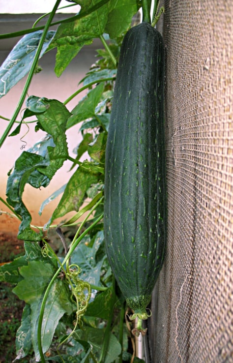 ridge-gourd-meaning-sam-vegetable