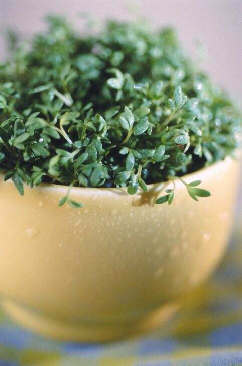 thyme