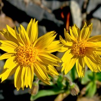 The Anti-Inflammatory No One Told You About