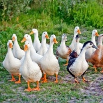 Bird Flu Scare in Chandigarh, Duck Sample Tests Positive