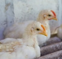 Bird Flu Virus Hits Japan, 4000 Chickens to be Culled