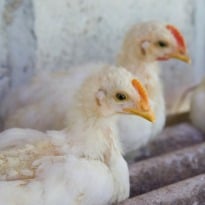 Mysterious Death of Chickens Stirs Panic 