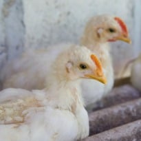 Mysterious Death of Chickens Stirs Panic