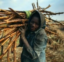 12 Paths to Strengthening Food Security in an Unstable World