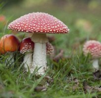 Magic Mushrooms Found in Buckingham Palace
