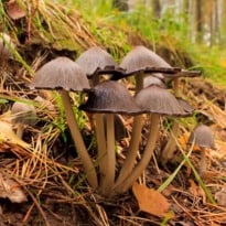 Poisonous Mushrooms May Help Cure Deadly Diseases