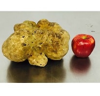 World's Largest White Truffle Sells for $61,250!