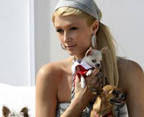  Paris Hilton adopts new dog  