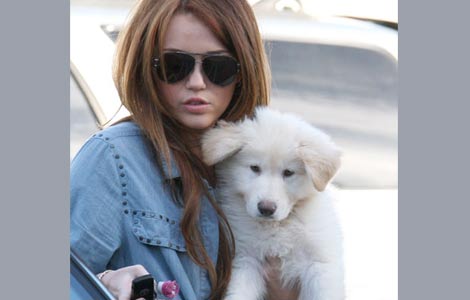 Miley Cyrus adopts a new puppy
