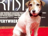 <i>The Artist</i> dog Uggie's pawmarks to be immortalised