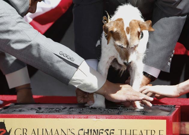Uggie leaves paw prints at famed Grauman's theatre