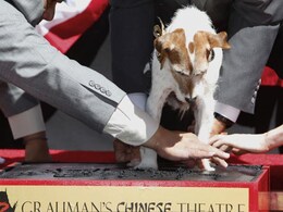 Uggie leaves paw prints at famed Grauman's theatre Uggie leaves paw prints at famed Grauman's theatre