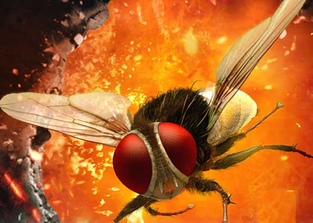With housefly as its hero, Telugu film <i>Eega</i> has buzzzzz