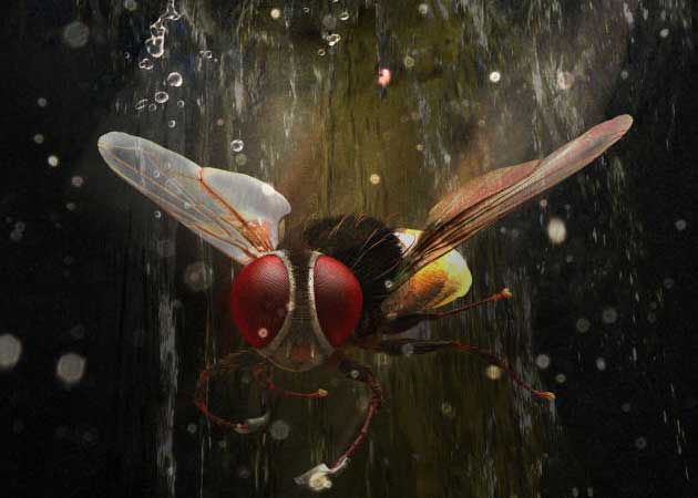 Hindi version of Telugu hit <i>Eega</i> hits screens October 12 