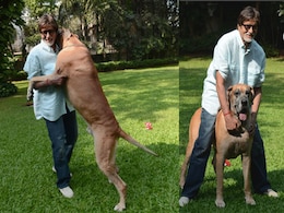 Amitabh Bachchan's pet dog Shanouk dies Amitabh Bachchan's pet dog Shanouk dies