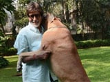 Amitabh Bachchan's pet dog Shanouk dies