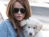 Miley Cyrus gives away new pet