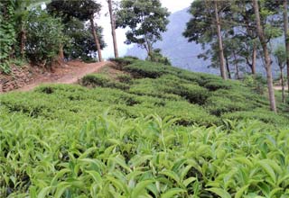 Assam Tea maintains popularity in world market
