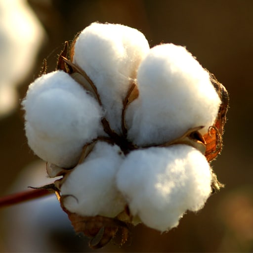 PM seeks urgent review of cotton export ban