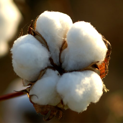 Cotton Association seeks removal of ban on exports