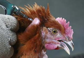 Bird flu vaccine now? More than a shot in the dark