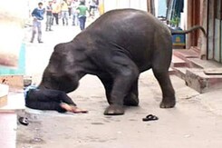 Wild elephants on rampage in Mysore city, one killed Wild elephants on rampage in Mysore city, one killed