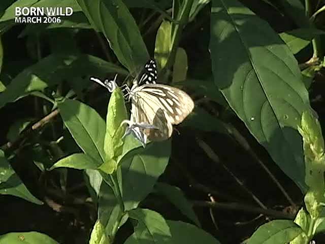 Video : Born Wild: The small denizens in Mumbai's Sanjay Gandhi National Park (Aired: March 2006)