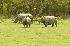 In Kaziranga, worry over increasing rhino poaching In Kaziranga, worry over increasing rhino poaching