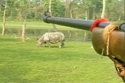 संकट में काजीरंगा के गैंडे संकट में काजीरंगा के गैंडे