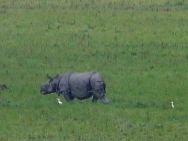 सफारी इंडिया : यात्रा असम के काजीरंगा पार्क की