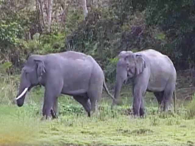 Video : सफारी इंडिया : हाथी मेरा साथी या दुश्मन