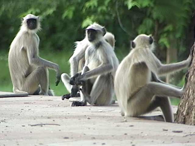 सफारी इंडिया : अजब सी कहानी लंगूरों का...