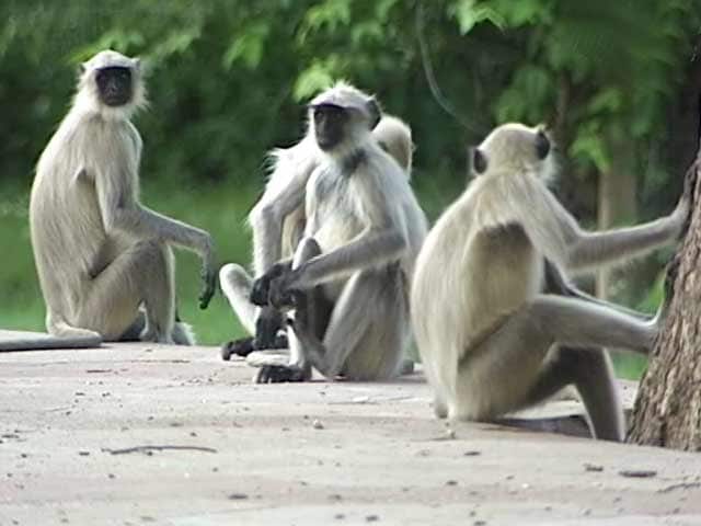 सफारी इंडिया : अजब सी कहानी लंगूरों का...