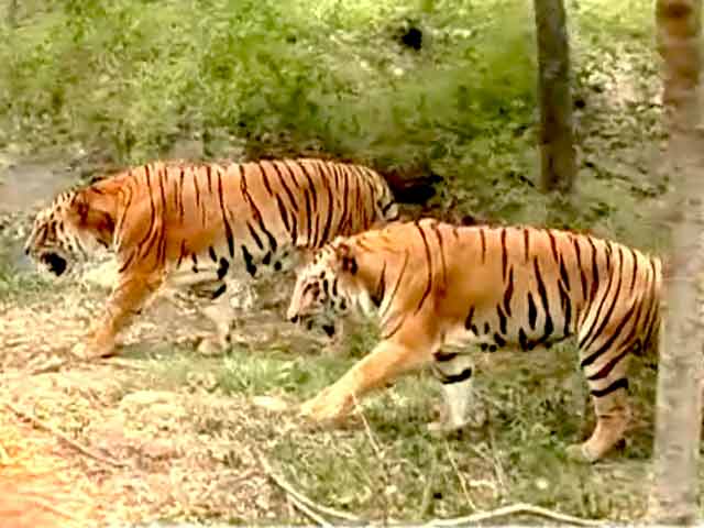 सफारी इंडिया : जानवरों के संरक्षण में चिड़ियाघर की भूमिका
