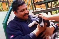 Bangalore's puppy love: An adoption camp for street dogs Bangalore's puppy love: An adoption camp for street dogs