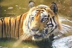 Special Report: Saving wild India (Aired: May 2005) Special Report: Saving wild India (Aired: May 2005)