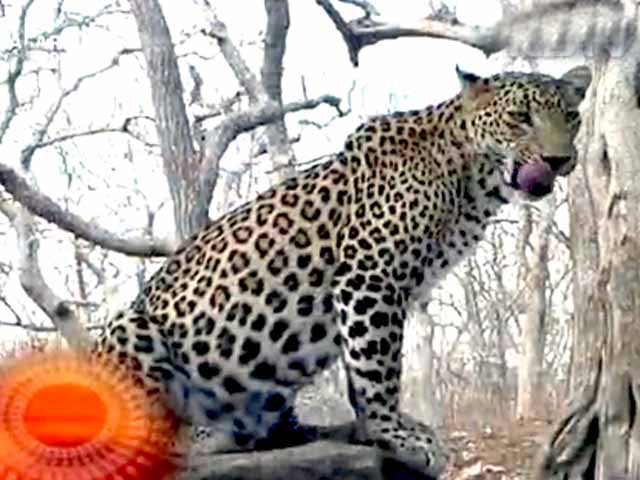 सफारी इंडिया : इंसानों के लिए क्यों खतरनाक हुए तेंदुए