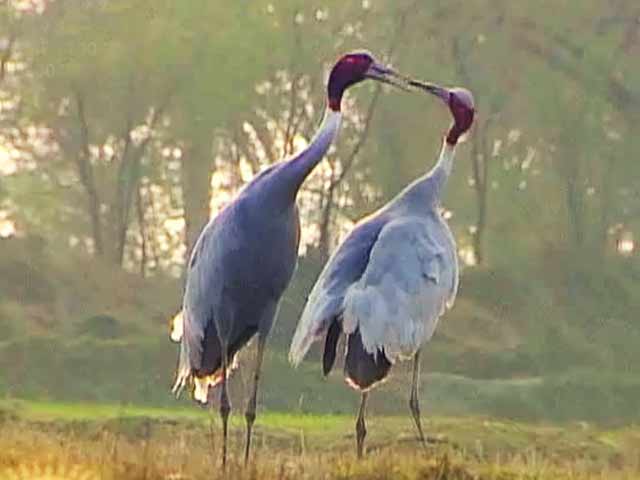 सफारी इंडिया : छोटे सारस बने संस्कृति का हिस्सा