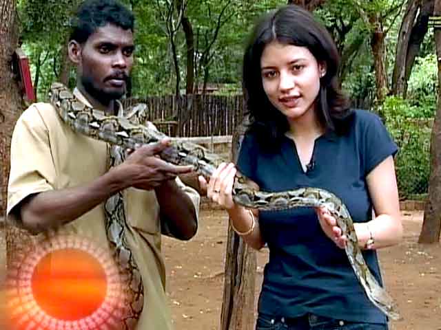 सफारी इंडिया : इरुला लोगों से सीखें सांप पकड़ने की कला