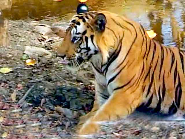 सफारी इंडिया : बाघों की दुनिया पर एक नजर