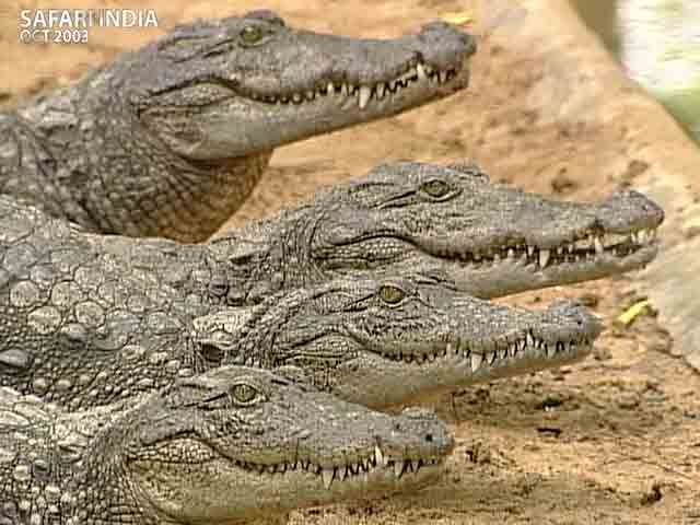 सफारी इंडिया : विलोप के कगार पर मगरमच्छ