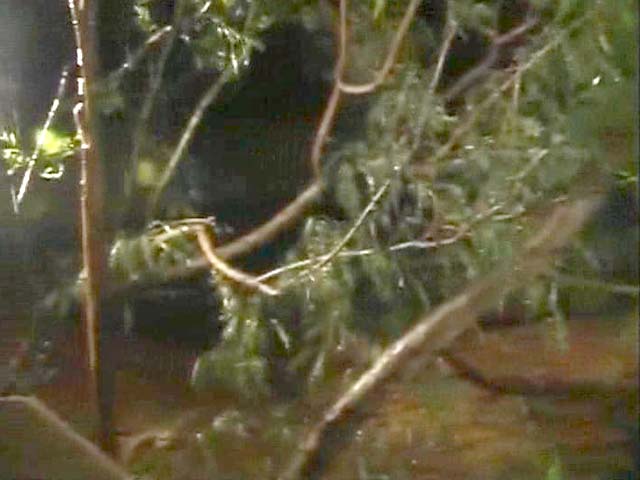 Cyclone Phailin impact: Trees fall outside cyclone centre in Andhra Pradesh