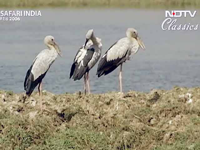 सफारी इंडिया : मंगला जोड़ी में चिड़ियों का शिकार