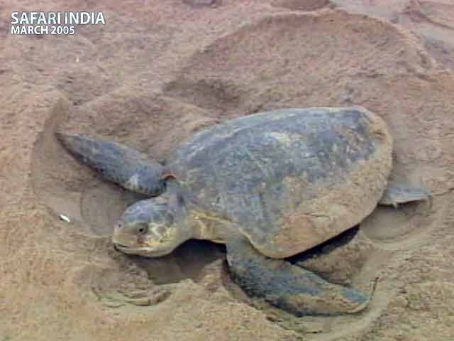 सफारी इंडिया : बेपरवाह रवैये से बनी जान पर