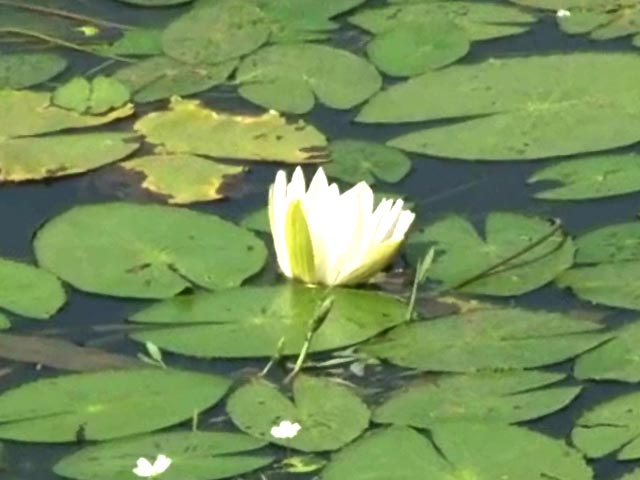 Hide BJP's lotus, says Congress leader; what about your hand, counters BJP