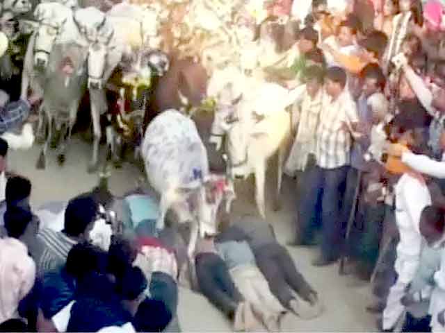 उज्जैन : इंसानों के ऊपर दौड़ती गायें