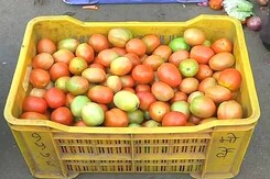 अब टमाटर ने रुलाया, 80 रुपये किलो हुआ अब टमाटर ने रुलाया, 80 रुपये किलो हुआ