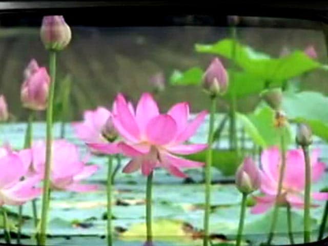 Video : When lotuses, sickles, hammers, brooms and even palms are hidden from public view