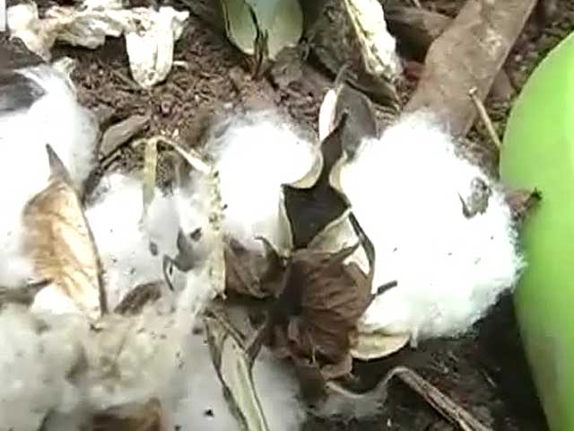आंध्र प्रदेश : जहरीली कपास का खतरा